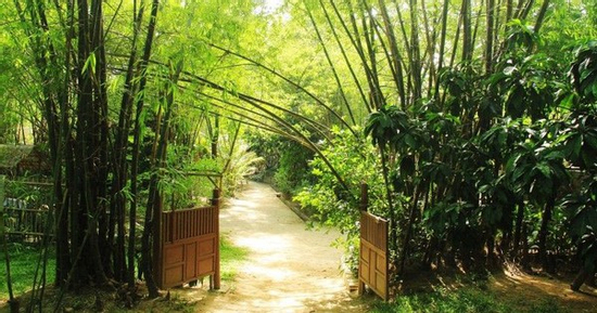 Loại cây càng trồng càng có lộc, nếu chặt đi thì tiền tài tiêu tán, vận khí hao tổn
