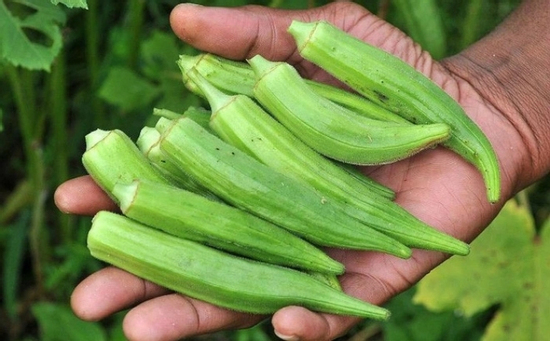 Loại 'nhân sâm xanh' rẻ tiền giúp đẹp da, giảm cân, bảo vệ tim mạch