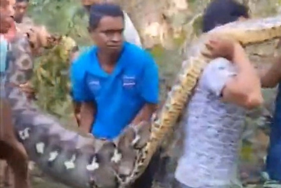 Người đàn ông bị trăn khổng lồ nuốt chửng khi đang chăn gà