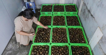 Gác bằng đại học, cô út Cần Thơ xây phòng ‘ru con đặc sản ngủ’