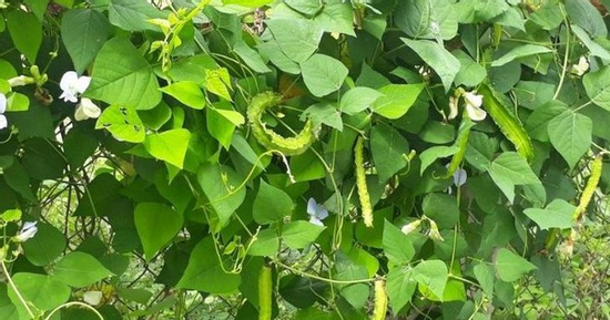 Thứ từng là 