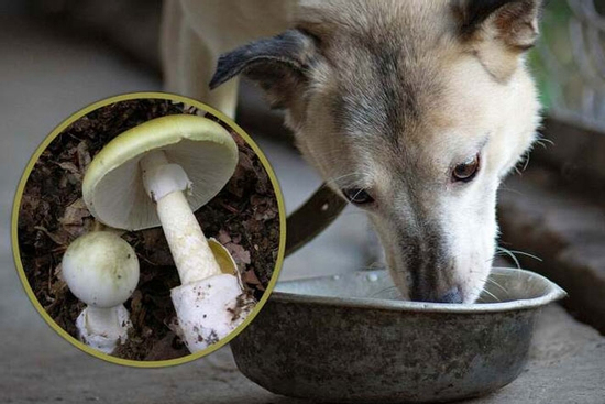 Cho chó thử độc rồi yên tâm ăn nấm dại, cả gia đình bị ngộ độc