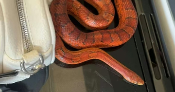 Người mẹ choáng váng khi thấy thứ đáng sợ rơi ra từ hộp đồ chơi của con gái