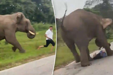 Voi hoang dã nổi điên giẫm đạp, lột quần du khách cố chụp ảnh 'tự sướng' với nó