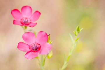 Khung giờ sinh Âm lịch cực đẹp: Trẻ mang 'mệnh quý nhân', cả đời cha mẹ nở mày nở mặt