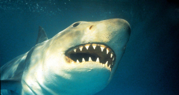 Nỗi ám ảnh suốt 44 năm của người phụ nữ chứng kiến bạn thân bị cá mập tấn công