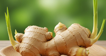 Bình gừng nảy lộc dễ làm nhưng là 'phép màu' phong thủy mang lại may mắn, xua đuổi vận xui cho nhà ở và nơi làm việc