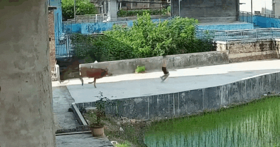 Đang đi dạo, bỗng phát hiện cảnh tượng nổi da gà chàng trai chạy như 