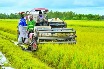 Giá gạo Việt Nam cao nhất thế giới