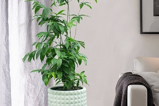 Ý nghĩa phong thủy của cây trúc Nhật - biểu tượng kiên cường, thanh cao