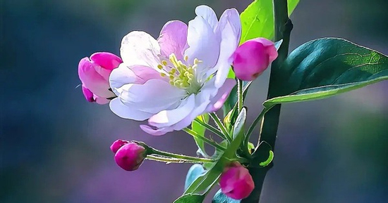 Tháng sinh Âm lịch của người tài hoa, đi đâu cũng được trọng dụng