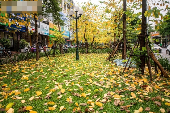 Đẹp ngỡ ngàng Hà Nội vàng rực như mùa thu châu Âu