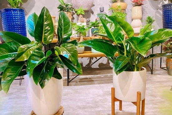 Tưới nước cho cây trầu bà đế vương, chăm hay lười đều không ổn