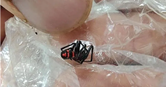 Đi dạo ngoài vườn, người đàn ông bị con vật 