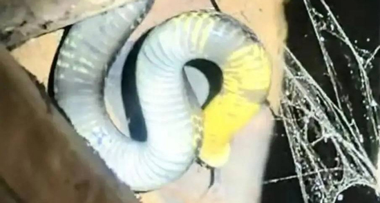 Kinh hãi rắn hổ mang chúa dài 3,5m, nặng 7kg bò vào nhà