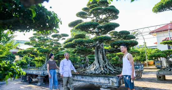 Bí mật của những cây cảnh giá hơn 9 tỷ đồng ở Ninh Bình