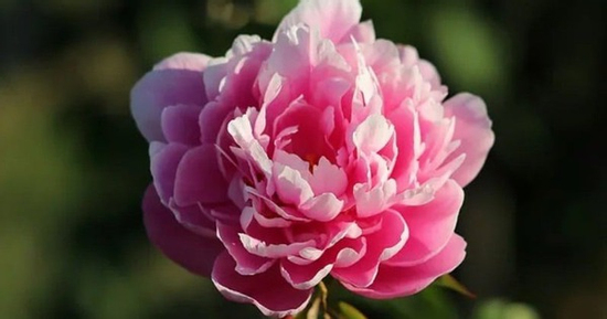 Giờ sinh Âm lịch của người có phúc phận sâu dày, khó khăn luôn có quý nhân phù trợ