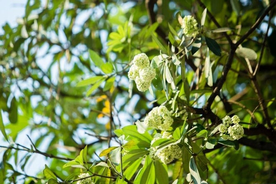 Tôi phải chuyển nhà để 'lánh nạn' mùi hoa sữa