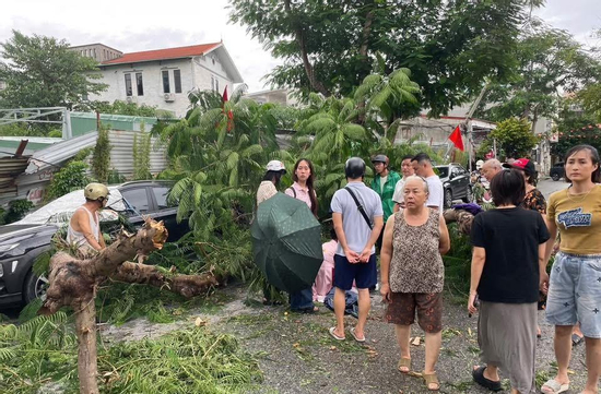 Hải Phòng: Ảnh hưởng của bão số 10, cây phượng gãy đổ khiến một người bị thương