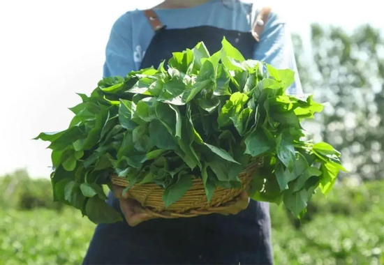 Không phải nhân sâm, đây là loại rau 'trường thọ', giá rẻ bèo giúp ngăn ngừa ung thư, tăng cường sức đề kháng