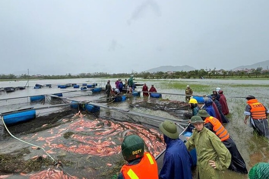 Ngư dân Hà Tĩnh khóc ròng khi 20 tấn cá lồng bè chết trong đêm bão Bualoi đổ bộ