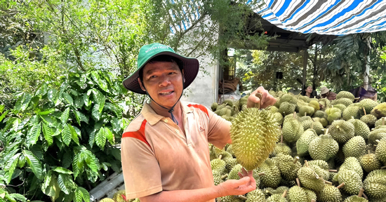 'Con đường sầu riêng' nhộn nhịp suốt ngày đêm, nông dân lãi tiền tỷ
