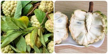 Quả na thơm ngon bổ dưỡng nhưng lại 'đại kỵ' với nhóm người này