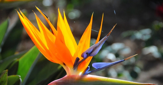 Hoa Thiên điểu: Vẻ đẹp của sự vươn lên trong không gian sống hiện đại