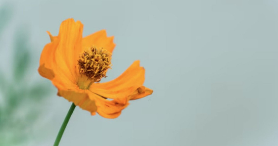 Nhìn số cuối ngày sinh Âm lịch, nhiều người bất ngờ về vận mệnh tuổi già