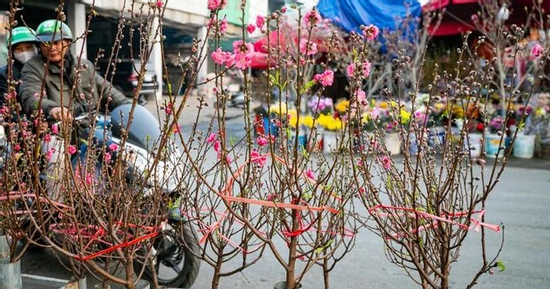 Đào, quất xuống phố, tiểu thương 'hốt bạc' ngay đầu vụ Tết