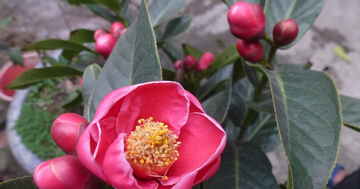Loài hoa ‘quý phi’ mang tài lộc, may mắn vào nhà dịp Tết