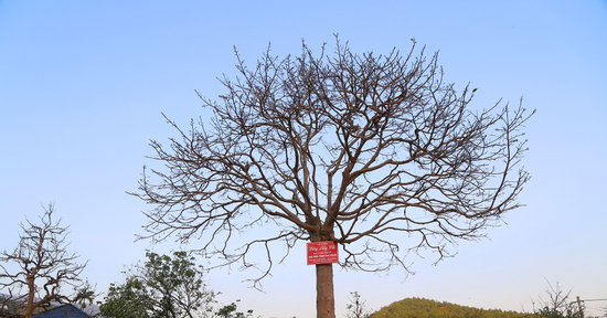 Nhìn như cành củi khô, cây mai Yên Tử bất ngờ được hỏi mua gần 1 tỷ đồng