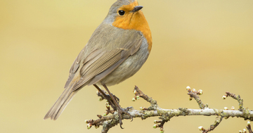 Có những ngày sinh được xem là 'đẹp số': Trẻ thông minh, mệnh phú quý