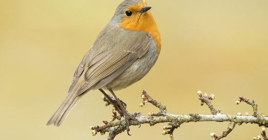 Có những ngày sinh được xem là 'đẹp số': Trẻ thông minh, mệnh phú quý