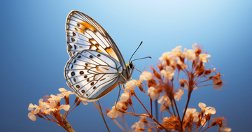 Tháng sinh Âm lịch tiết lộ số phận: Nửa đời đầu thử thách, nửa đời sau an nhiên