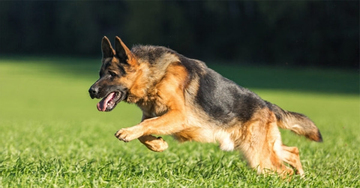 4 người trong gia đình ở Lào Cai bị chó cắn, 1 người tử vong nghi do bệnh dại