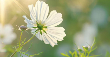 Sinh vào các ngày Âm lịch này thường có tư duy sắc bén, sự nghiệp khó ai bì kịp