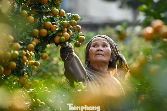 Mưa rét phủ làng quất Tứ Liên, người Hà Nội vẫn hào hứng ‘săn’ quất