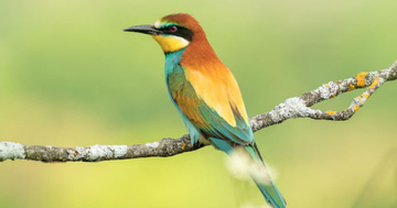 Tử vi tiết lộ: Người sinh các tháng Âm lịch này thường thông minh, sống tích cực nên dễ dễ thăng tiến