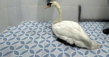 Công an TPHCM thông tin chính thức vụ trộm thiên nga trắng trong Thảo Cầm Viên