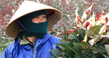 Mỗi vụ Tết, người dân trồng hoa ở Thanh Hóa kiếm 100 triệu nhẹ nhàng