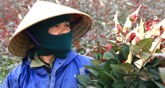 Mỗi vụ Tết, người dân trồng hoa ở Thanh Hóa kiếm 100 triệu nhẹ nhàng