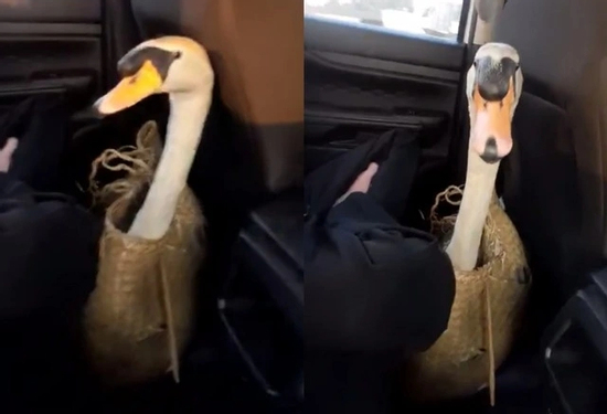 Thiên nga trắng bị trộm nhét vào ba lô mang khỏi Thảo Cầm Viên Sài Gòn