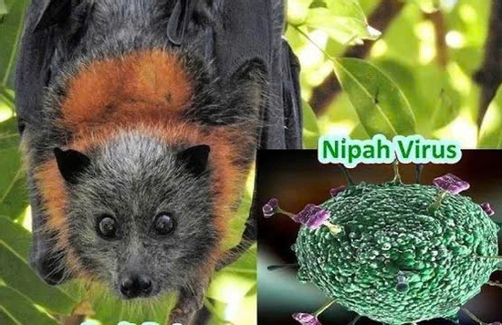 TP.HCM chủ động phòng, chống nguy cơ virus Nipah xâm nhập