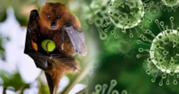 Cần làm gì để phòng tránh virus Nipah?