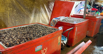 Vụ 500 tấn hóa chất natri silicate ngâm ốc bươu, người ăn như 'bỏng hóa học'