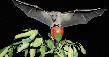 Virus Nipah có thật sự đáng sợ?