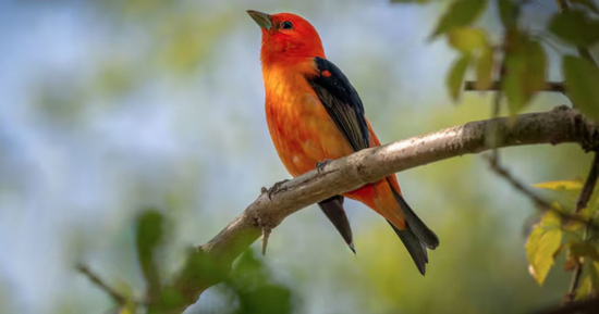 Bí mật số cuối ngày sinh Âm lịch: 4 con số được cho là hút tài lộc mạnh nhất