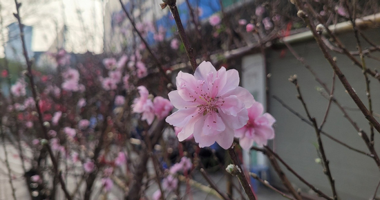 Đào rừng 'xuống phố' Thủ đô ngày cận Tết, giá bán có đắt đỏ khi khởi điểm từ 120.000 đồng/cành?