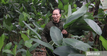 Lá dong Tràng Cát vào vụ Tết, người dân thu tiền triệu